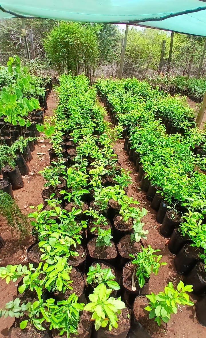 Arabuko Farm