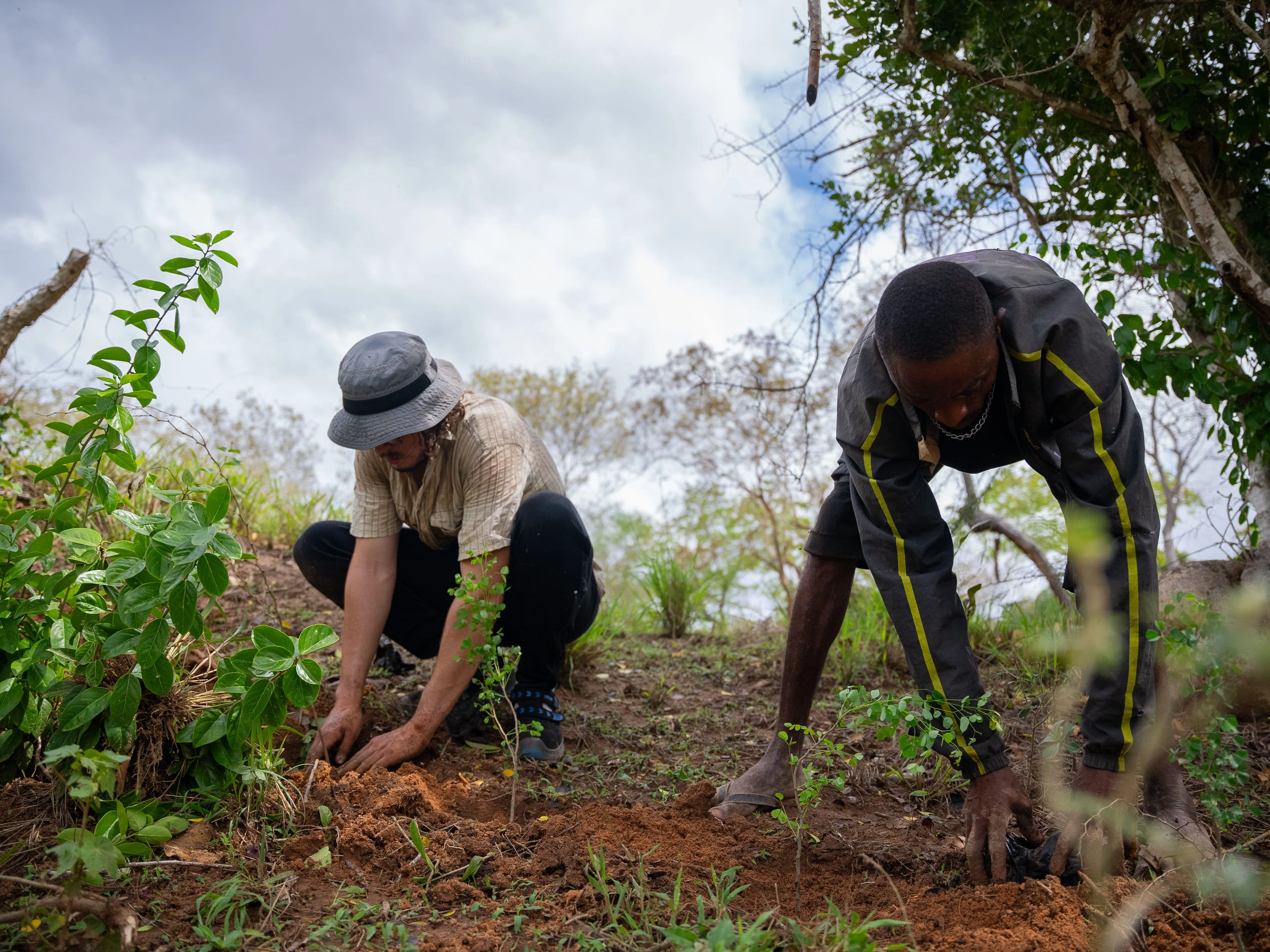 Planting & Maintenance