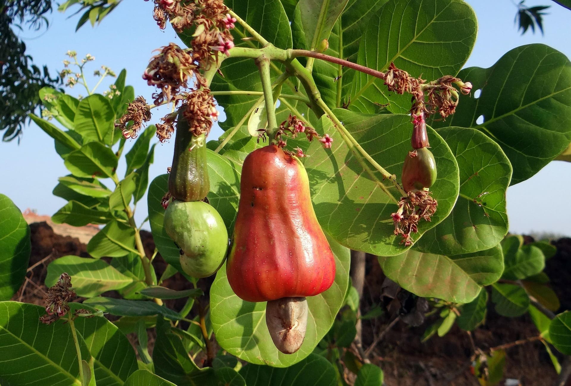 Cashew Innovations